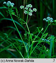 Oenanthe aquatica (kropidło wodne)