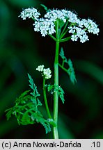 Oenanthe aquatica (kropidło wodne)