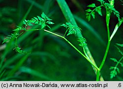 Oenanthe aquatica (kropidło wodne)