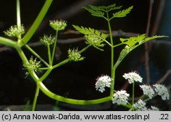 Oenanthe aquatica (kropidło wodne)