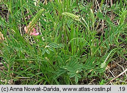 Onobrychis viciifolia (sparceta siewna)