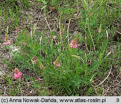 Onobrychis viciifolia (sparceta siewna)