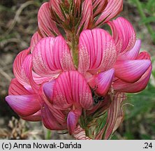 Onobrychis viciifolia (sparceta siewna)