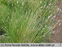 Oreochloa disticha (boimka dwurzędowa)