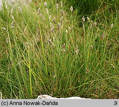 Oreochloa disticha (boimka dwurzędowa)