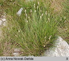 Oreochloa disticha (boimka dwurzędowa)