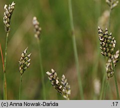 Oreochloa disticha (boimka dwurzędowa)