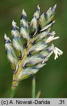 Oreochloa disticha (boimka dwurzędowa)