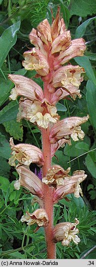 Orobanche alba (zaraza macierzankowa)