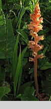 Orobanche alba (zaraza macierzankowa)