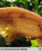 Orobanche alba