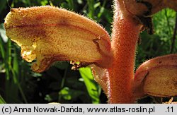 Orobanche alba