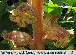 Orobanche alba