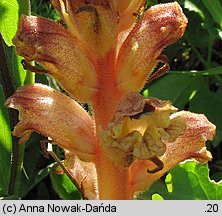 Orobanche alba