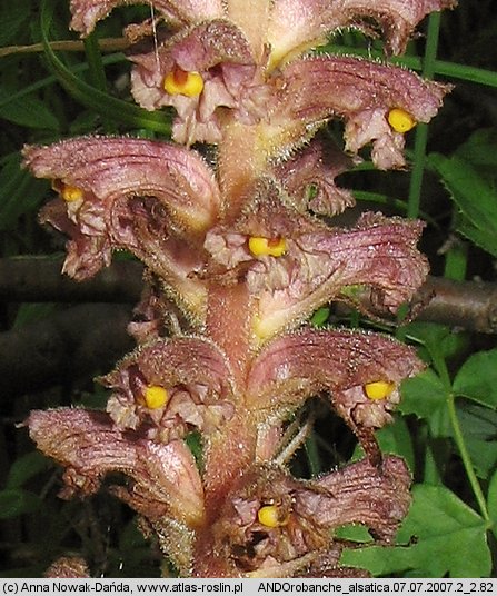 Orobanche alsatica