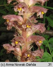 Orobanche alsatica