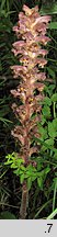 Orobanche alsatica