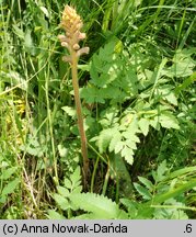 Orobanche alsatica (zaraza alzacka)