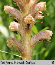 Orobanche alsatica (zaraza alzacka)