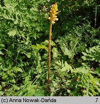 Orobanche alsatica (zaraza alzacka)