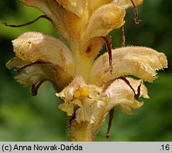 Orobanche alsatica (zaraza alzacka)