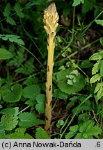 Orobanche alsatica (zaraza alzacka)