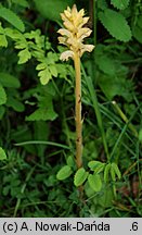 Orobanche alsatica (zaraza alzacka)