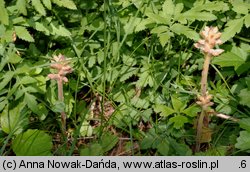 Orobanche alsatica (zaraza alzacka)