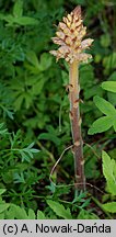 Orobanche alsatica (zaraza alzacka)