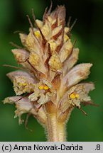 Orobanche alsatica (zaraza alzacka)