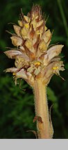 Orobanche alsatica (zaraza alzacka)