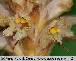 Orobanche alsatica (zaraza alzacka)