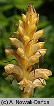 Orobanche alsatica (zaraza alzacka)