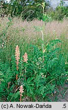 Orobanche bartlingii