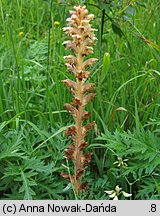 Orobanche bartlingii (zaraza Bartlinga)