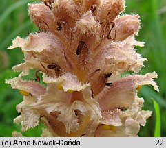 Orobanche bartlingii (zaraza Bartlinga)