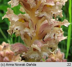 Orobanche bartlingii (zaraza Bartlinga)