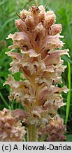 Orobanche bartlingii (zaraza Bartlinga)