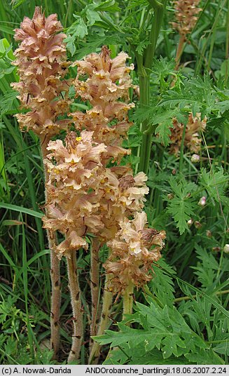 Orobanche bartlingii (zaraza Bartlinga)