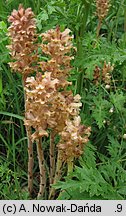 Orobanche bartlingii (zaraza Bartlinga)