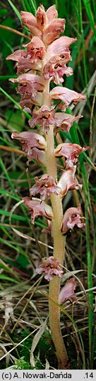 Orobanche caryophyllacea (zaraza przytuliowa)