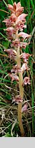 Orobanche caryophyllacea (zaraza przytuliowa)