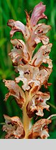 Orobanche caryophyllacea (zaraza przytuliowa)