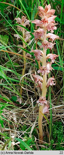 Orobanche caryophyllacea (zaraza przytuliowa)