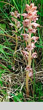 Orobanche caryophyllacea (zaraza przytuliowa)