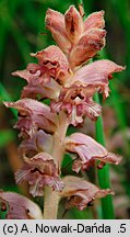 Orobanche caryophyllacea (zaraza przytuliowa)