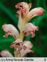 Orobanche caryophyllacea (zaraza przytuliowa)