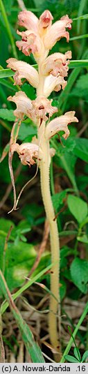 Orobanche caryophyllacea (zaraza przytuliowa)