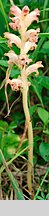 Orobanche caryophyllacea (zaraza przytuliowa)