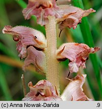 Orobanche caryophyllacea (zaraza przytuliowa)